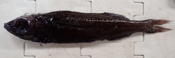Normichthys operosus (Normichthys operosus) |commons:File:Normichthys operosus 2.jpg