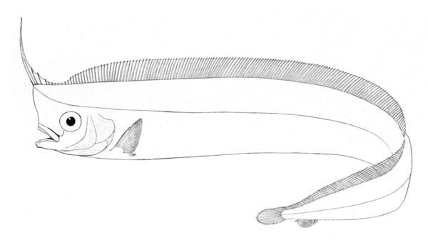 North Pacific Crestfish (Lophotus capellei) |commons:File:Lophotus capellei.jpg