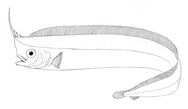 North Pacific Crestfish (Lophotus capellei) |commons:File:Lophotus capellei.jpg