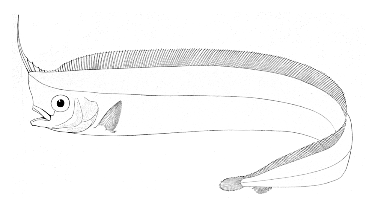North Pacific Crestfish (Lophotus capellei) |commons:File:Lophotus capellei.jpg