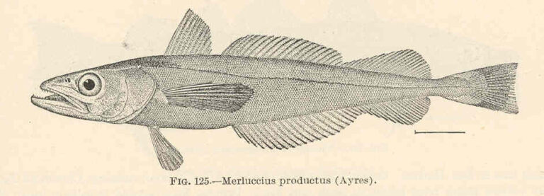 North Pacific Hake (Merluccius productus) |commons:File:FMIB 39438 Merluccius productus (Ayres).jpeg