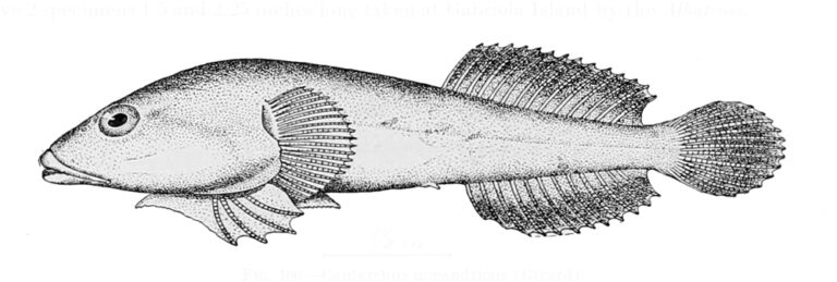 northern clingfish (Gobiesox maeandricus) |commons:File:Gobiesox maeandricus.jpg