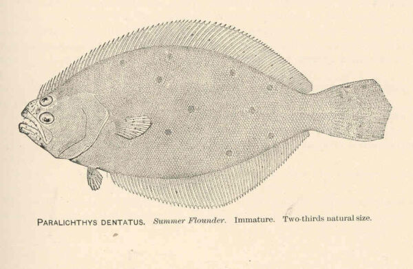 Northern Fluke (Paralichthys dentatus) |commons:File:FMIB 37939 Paralichthys Dentatus Summer Flounder Immature.jpeg
