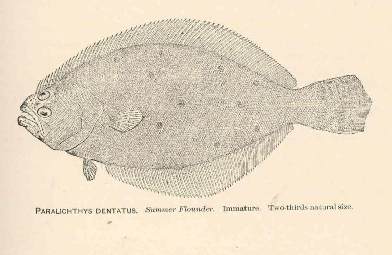 Northern Fluke (Paralichthys dentatus) |commons:File:FMIB 37939 Paralichthys Dentatus Summer Flounder Immature.jpeg