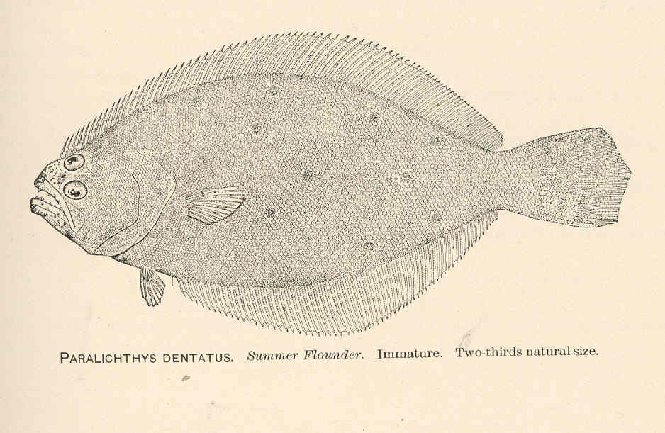 Northern Fluke (Paralichthys dentatus) |commons:File:FMIB 37939 Paralichthys Dentatus Summer Flounder Immature.jpeg