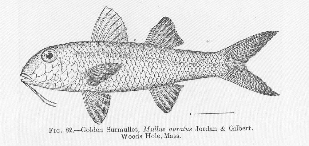 Northern Goatfish (Mullus auratus) |commons:File:FMIB 51619 Golden Surmullet, Mullus auratus Jordan & Gilbert Woods Hole, Mass.jpeg