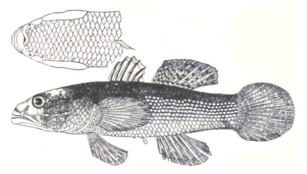 Northern Mud Gudgeon (Ophiocara porocephala) |commons:File:Northern mud gudgeon, Ophiocara porocephala (Valenciennes, 1837) by P. Bravo.jpg