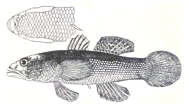 Northern Mud Gudgeon (Ophiocara porocephala) |commons:File:Northern mud gudgeon, Ophiocara porocephala (Valenciennes, 1837) by P. Bravo.jpg
