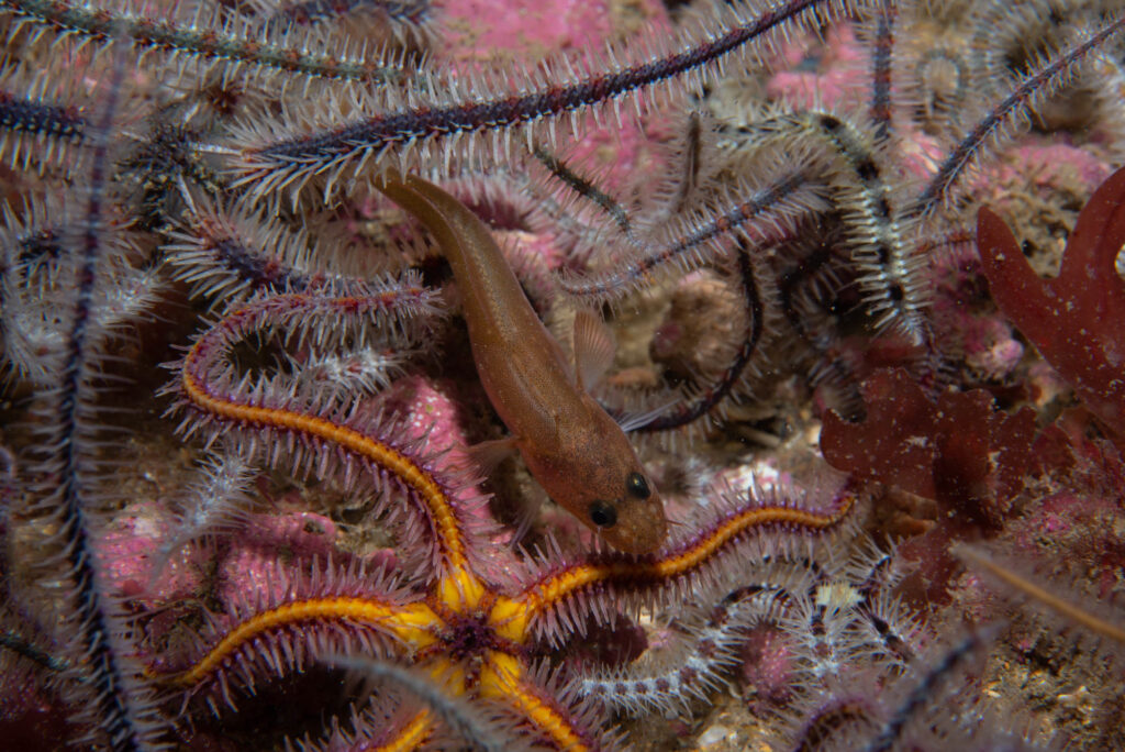 Northern Rockling (Ciliata septentrionalis) |commons:File:Ciliata septentrionalis.jpg