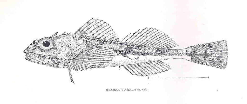 Northern Sculpin (Icelinus borealis) |commons:File:FMIB 33470 Icelinus Borealis spnov.jpeg