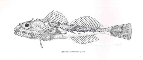 Northern Sculpin (Icelinus borealis) |commons:File:FMIB 33470 Icelinus Borealis spnov.jpeg