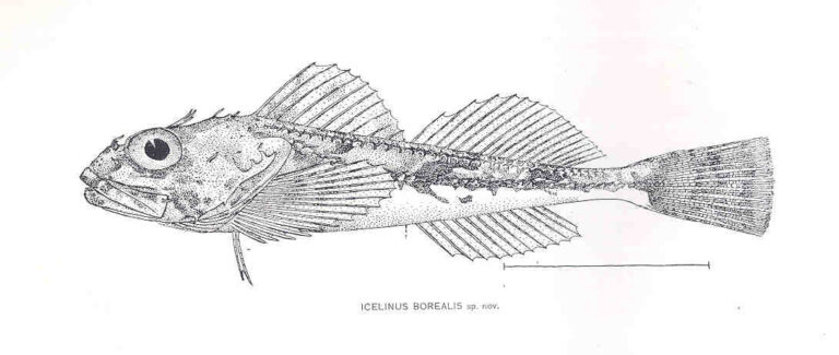 Northern Sculpin (Icelinus borealis) |commons:File:FMIB 33470 Icelinus Borealis spnov.jpeg