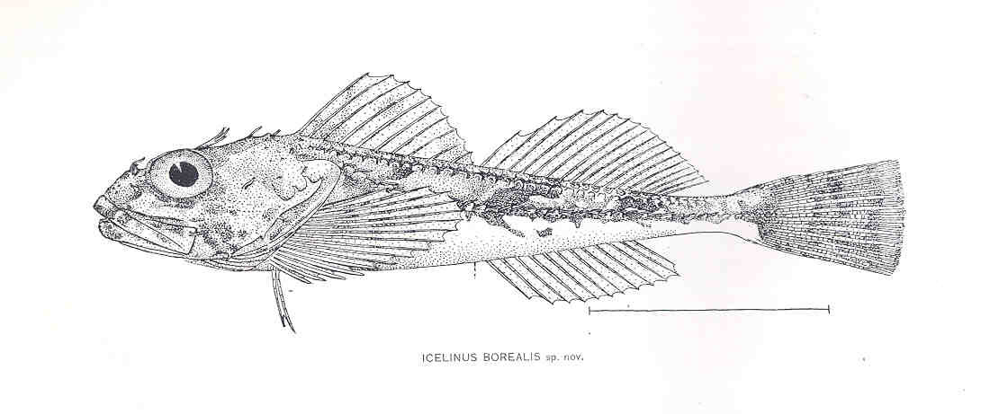Northern Sculpin (Icelinus borealis) |commons:File:FMIB 33470 Icelinus Borealis spnov.jpeg