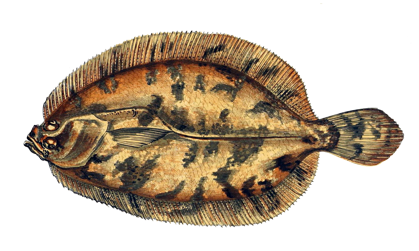Norwegian Topknot (Phrynorhombus norvegicus) |commons:File:Phrynorhombus norvegicus.jpg