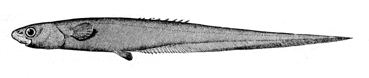 Notacanthus sexspinis (Notacanthus sexspinis) |commons:File:Notacanthus sexspinis.jpg