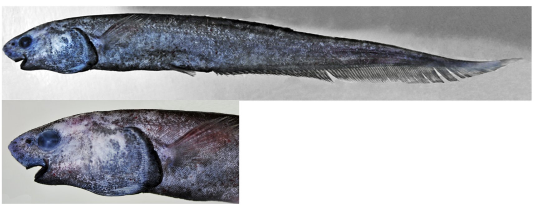 Notacanthus spinosus (Notacanthus spinosus) |commons:File:Notacanthus cf. spinosus.png