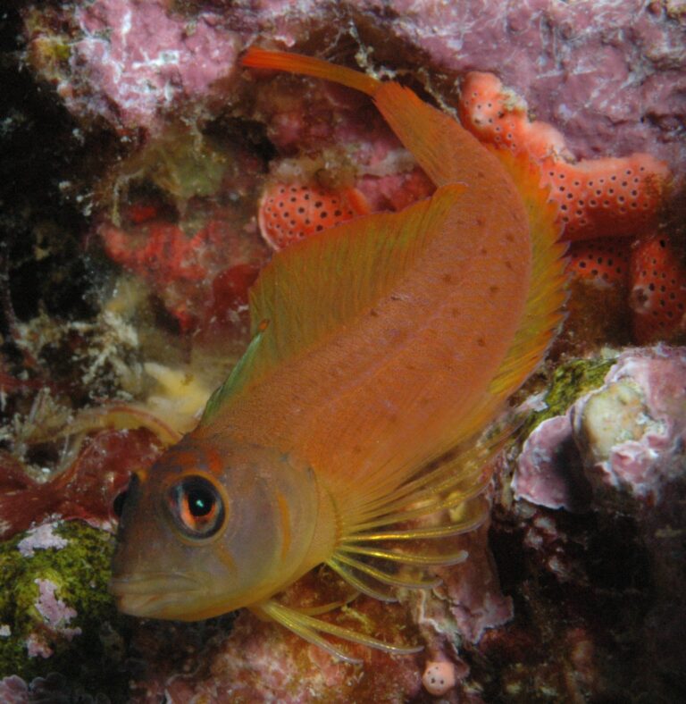 Notoclinops yaldwyni (Notoclinops yaldwyni) |commons:File:Notoclinops yaldwyni (Yaldwyns triplefin).jpg