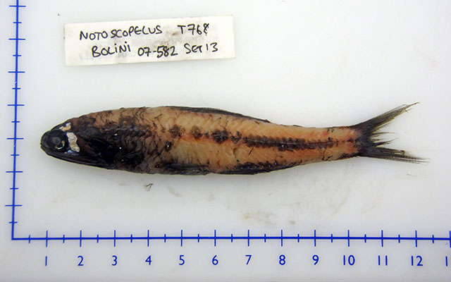 Notoscopelus bolini (Notoscopelus bolini) |commons:File:Notoscopelus bolini.jpg