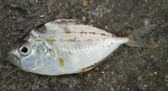 Nuchequula nuchalis (Nuchequula nuchalis) |commons:File:Nuchequula nuchalis(Leiognathidae).JPG