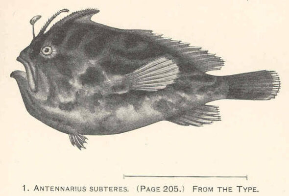 Nudiantennarius subteres (Nudiantennarius subteres) |commons:File:Nudiantennarius subteres.jpg