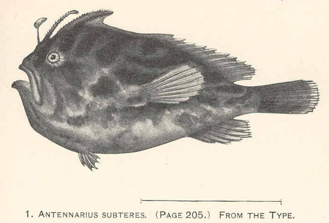 Nudiantennarius subteres (Nudiantennarius subteres) |commons:File:Nudiantennarius subteres.jpg