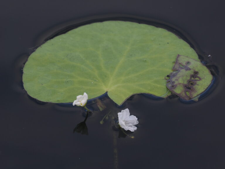Nymphoides Aquatica (Nymphoides aquatica) |commons:File:Big Floating-heart - Nymphoides aquatica, Everglades National Park, Homestead, Florida, December 9, 2023 (53387130573).jpg