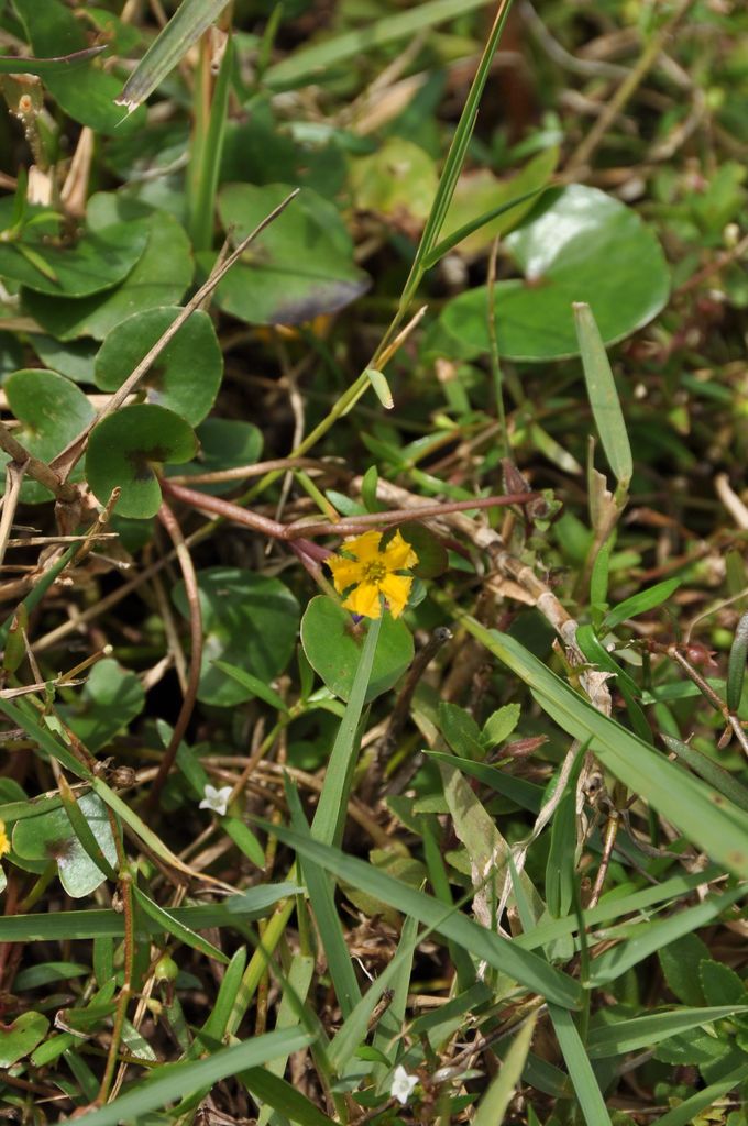 Nymphoides Aurantiaca (Nymphoides aurantiaca) |commons:File:Nymphoides aurantiaca in Thailand.jpg