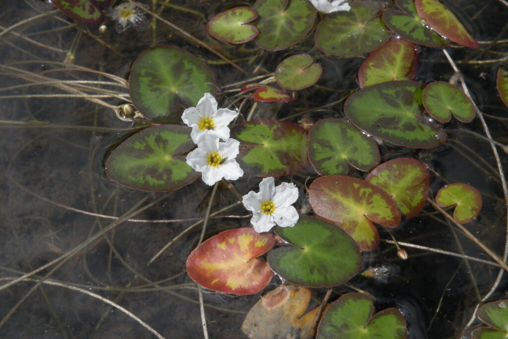 Nymphoides Cordata (Nymphoides cordata) |commons:File:Nymphoides cordata (Little Floating-heart), Hopkinton, RI (26298829947).jpg