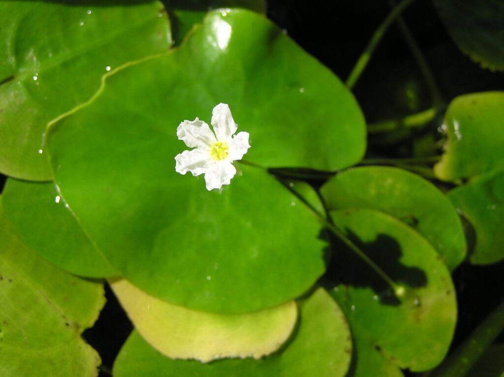Nymphoides Ezannoi (Nymphoides ezannoi) |commons:File:Nymphoides ezannoi.jpg