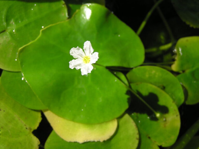 Nymphoides Ezannoi (Nymphoides ezannoi) |commons:File:Nymphoides ezannoi.jpg