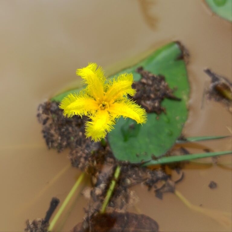 Nymphoides Fallax (Nymphoides fallax) |commons:File:Nymphoides fallax.jpg