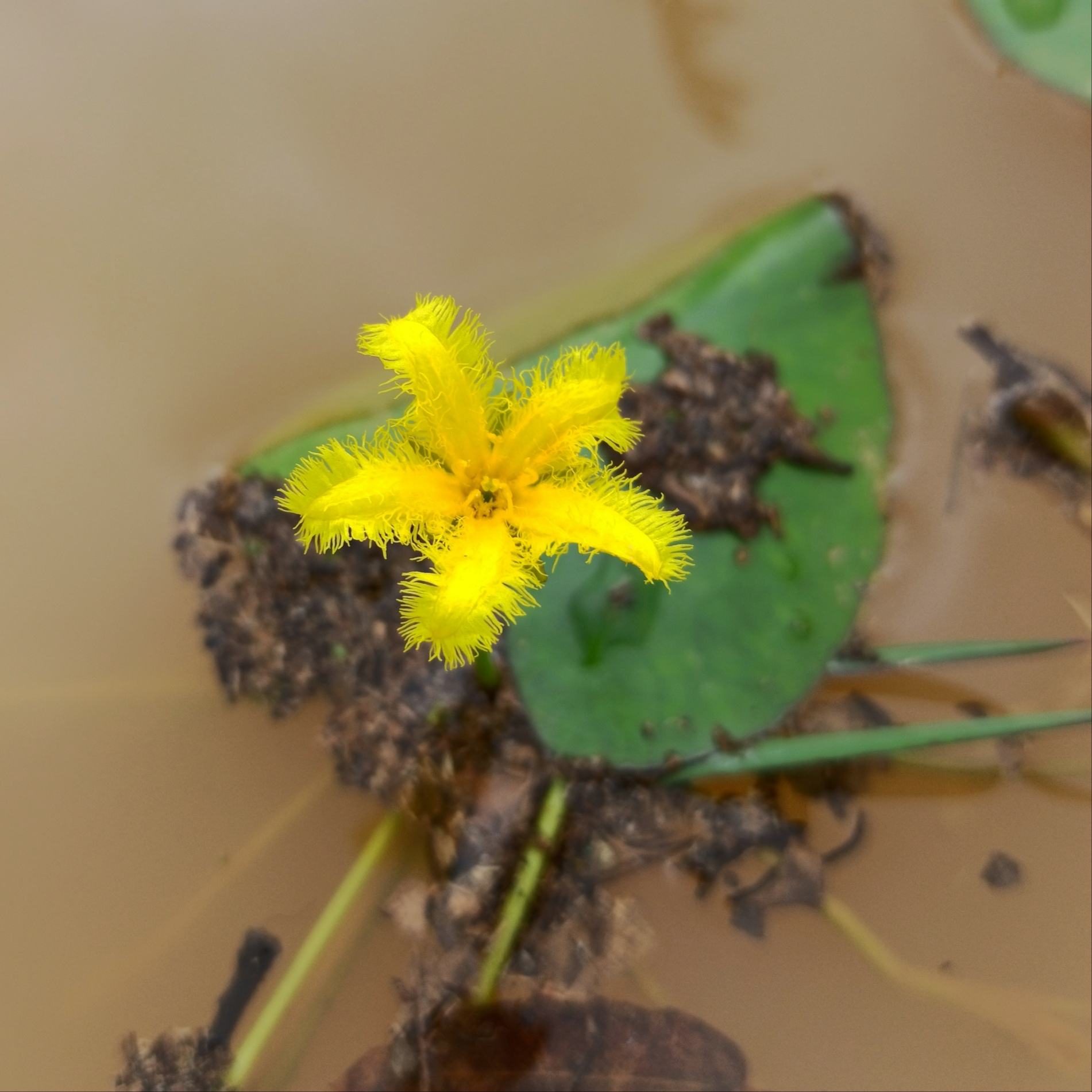 Nymphoides Fallax (Nymphoides fallax) |commons:File:Nymphoides fallax.jpg
