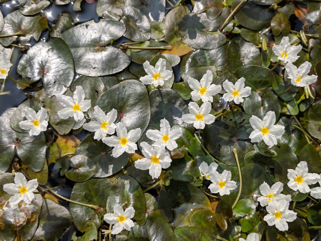 Nymphoides Hydrophylla (Nymphoides hydrophylla) |commons:File:Crested floatingheart (Nymphoides hydrophylla) 20181125 130838.jpg