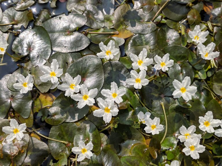 Nymphoides Hydrophylla (Nymphoides hydrophylla) |commons:File:Crested floatingheart (Nymphoides hydrophylla) 20181125 130838.jpg