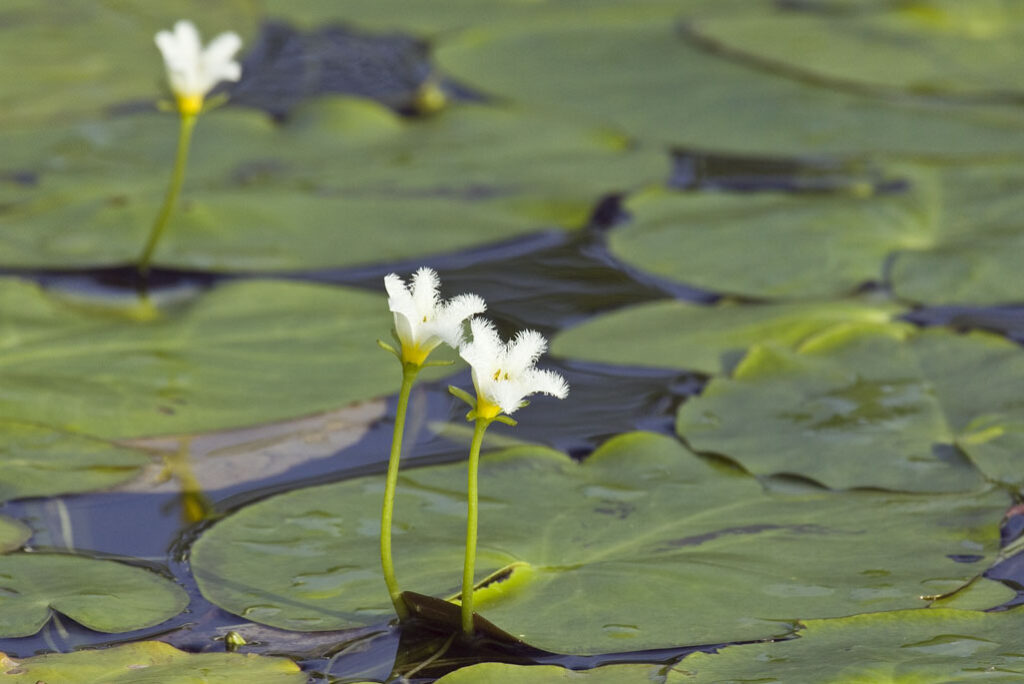 Nymphoides Indica (Nymphoides indica) |commons:File:Nymphoides indica.jpg