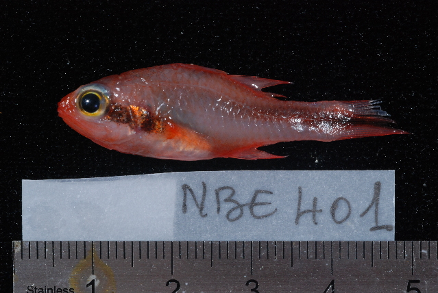 Obliquebanded Cardinalfish (Apogon semiornatus) |commons:File:Apogon semiornatus.jpg