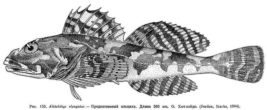 Oblong Elkhorn Sculpin (Alcichthys elongatus) |commons:File:Alcichthys elongatus.jpg