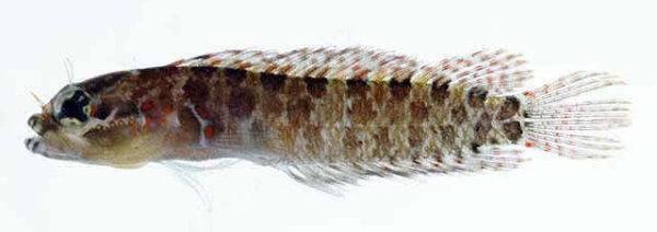 Occidental Blenny (Starksia occidentalis) |commons:File:Starksia occidentalis.jpg