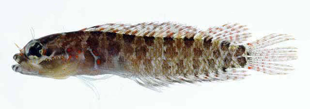 Occidental Blenny (Starksia occidentalis) |commons:File:Starksia occidentalis.jpg
