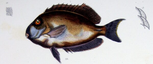 Ocean Surgeon (Acanthurus bahianus) |commons:File:F de Castelnau-poissonsPl11 (Acanthurus bahianus).jpg