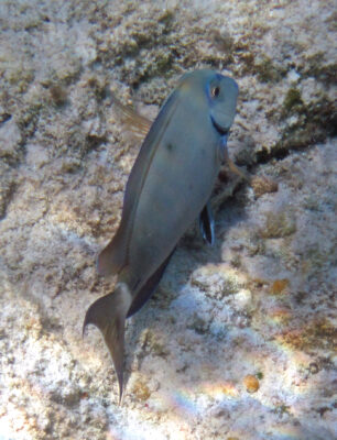 Ocean Surgeonfish (Acanthurus tractus) |commons:File:Acanthurus tractus (San Salvador Island, Bahamas) 3 (16150206782).jpg