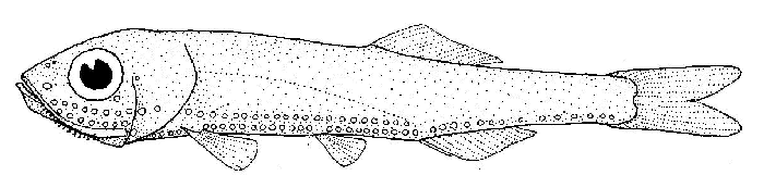 Oceanic Lightfish (Vinciguerria nimbaria) |commons:File:Vinciguerria nimbaria (Oceanic lightfish).gif