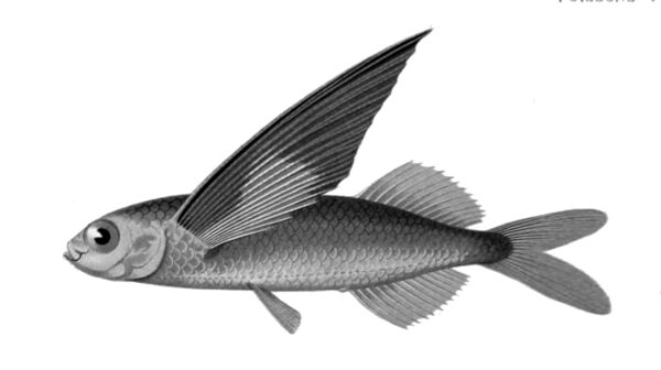 Oceanic Two-wing Flyingfish (Exocoetus obtusirostris) |commons:File:Exocoetus obtusirostris.jpg