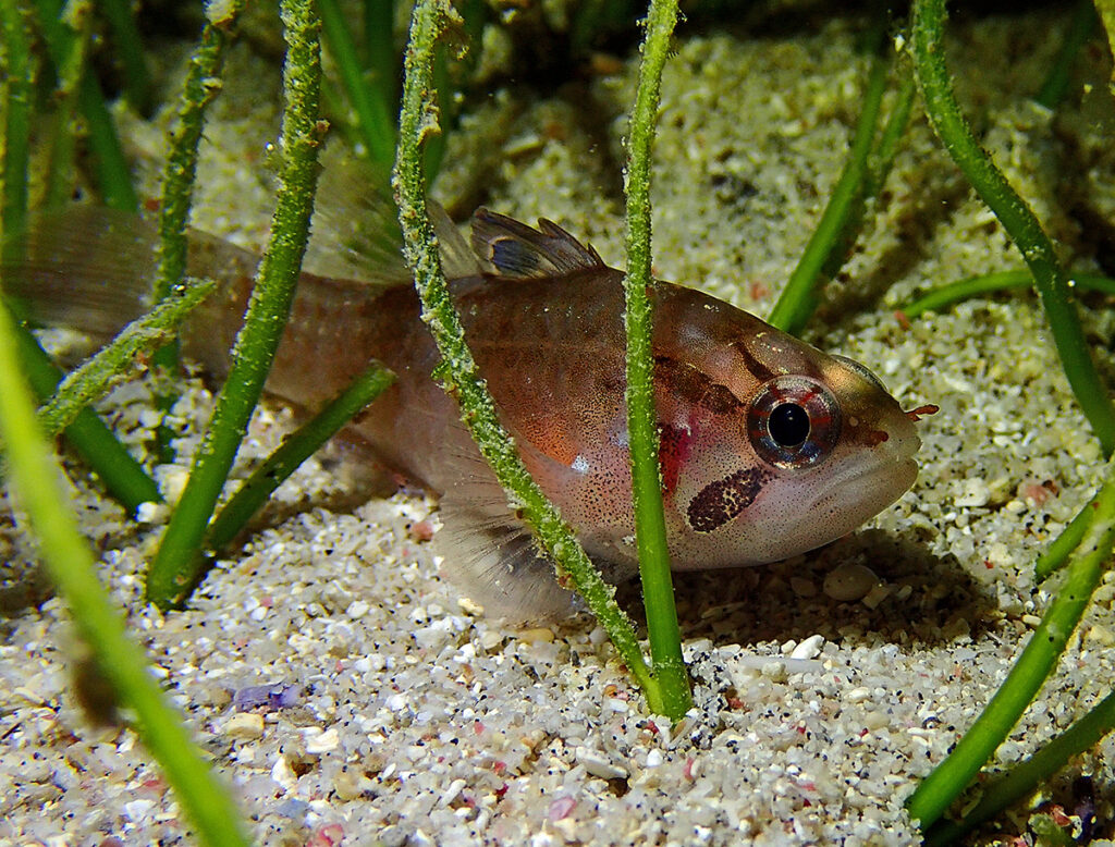 Ocellated Cardinalfish (Apogonichthys ocellatus) |commons:File:Apogonichthys ocellatus.jpg