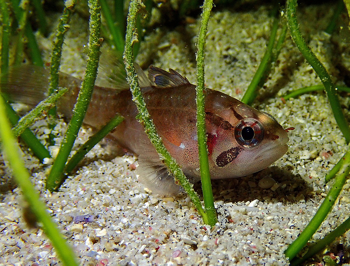 Ocellated Cardinalfish (Apogonichthys ocellatus) |commons:File:Apogonichthys ocellatus.jpg