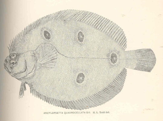 Ocellated Flounder (Ancylopsetta quadrocellata) |commons:File:FMIB 40121 Ancylopsetta quadrocellata Gill.jpeg