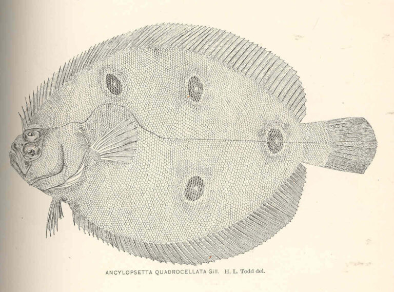 Ocellated Flounder (Ancylopsetta quadrocellata) |commons:File:FMIB 40121 Ancylopsetta quadrocellata Gill.jpeg