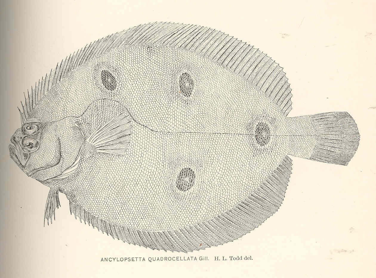 Ocellated Flounder (Ancylopsetta quadrocellata) |commons:File:FMIB 40121 Ancylopsetta quadrocellata Gill.jpeg
