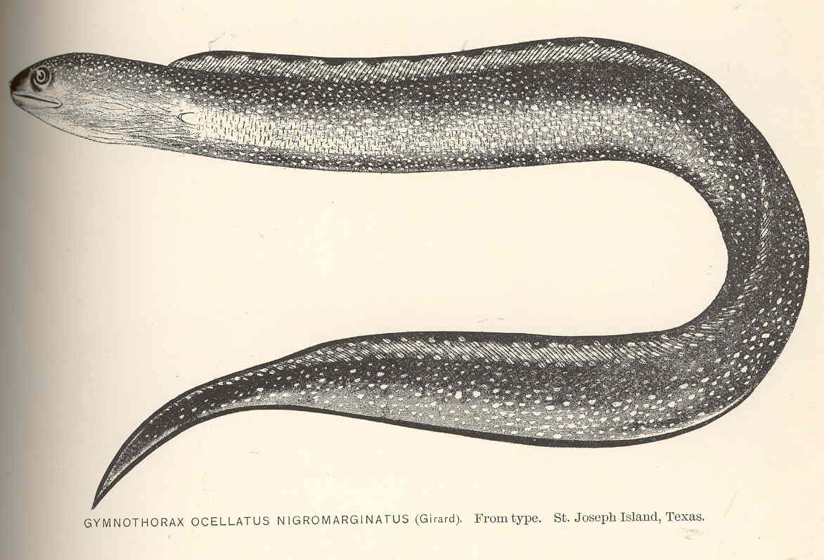 Ocellated Moray (Gymnothorax ocellatus) |commons:File:FMIB 40110 Gymnothorax ocellatus nigromarginatus (Girard) From Type St Joseph Island, Texas.jpeg