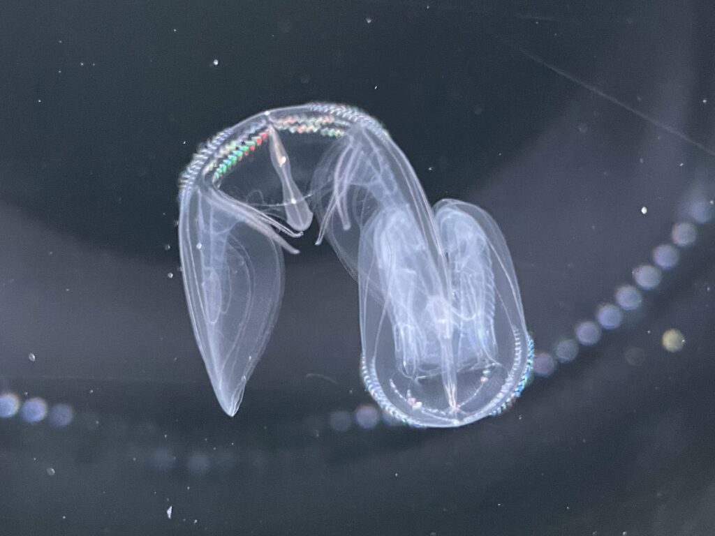 Ocyropsis fusca Ocyropsis fusca